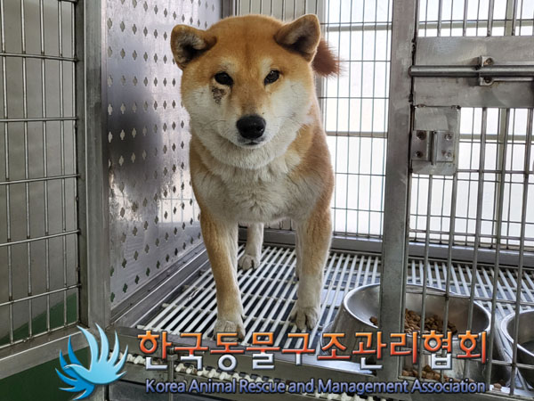한국동물구조관리협회_441559202300125